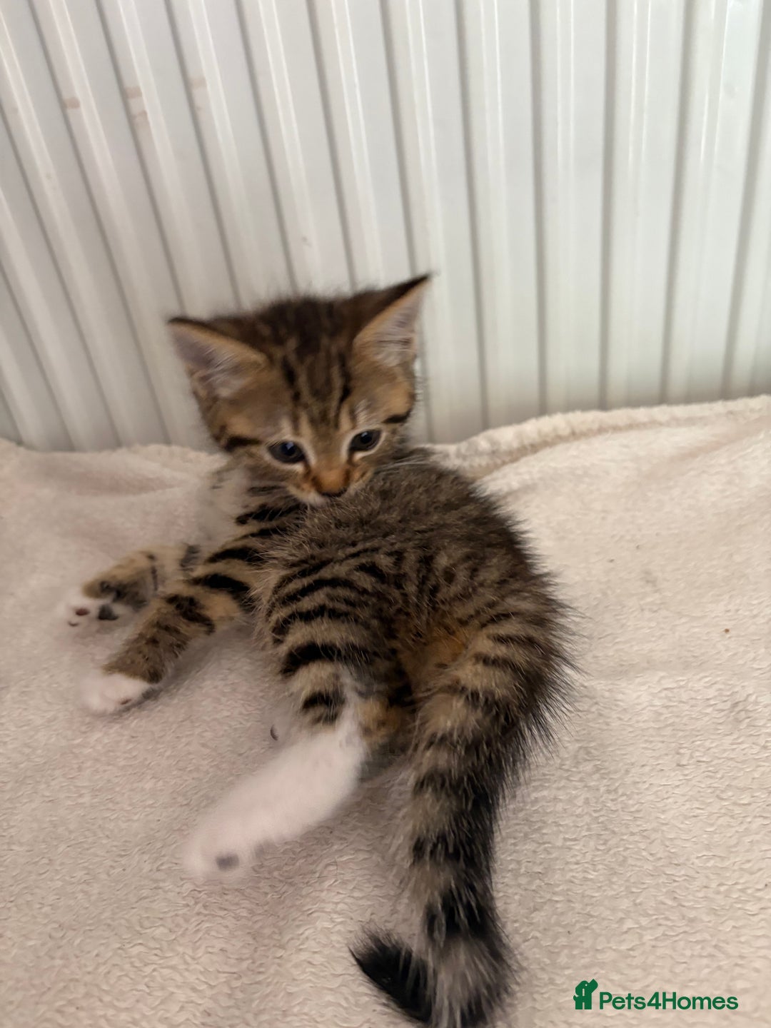 Mixed Breed cats for sale: Silver & brown British shorthair / bengal kittens  - Image 20