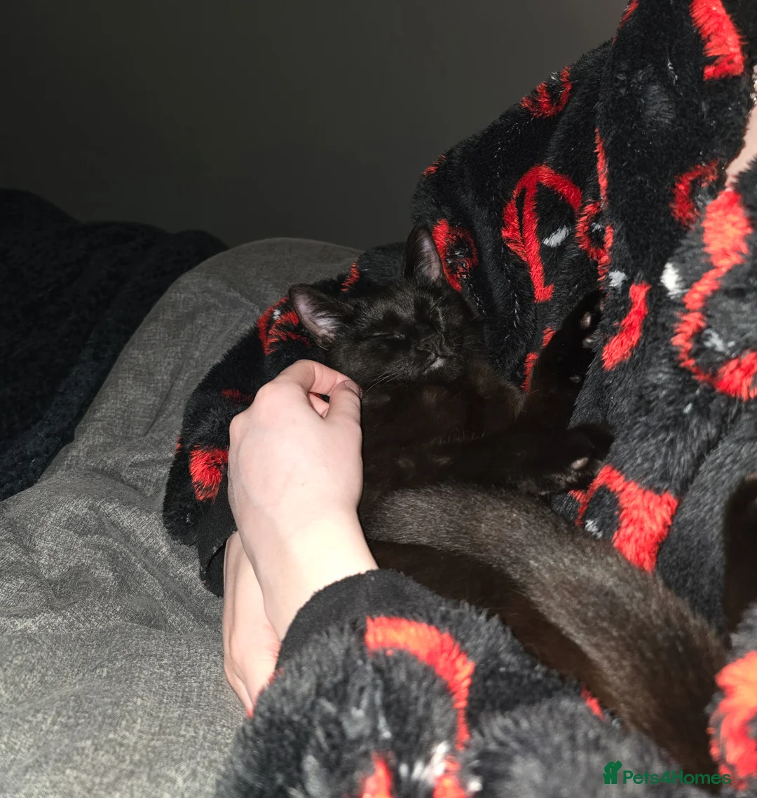 Bombay cats for sale: Female Cat (Nyx) - Advert 6