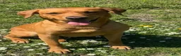 Labrador Retriever dogs for sale: KC Pedigree Labradors for sale  - Advert 11