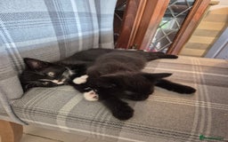 British Shorthair cats for sale: 5 adorable, playful kittens for sale. - Image 9