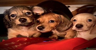 Miniature Dachshund dogs - Advert 16
