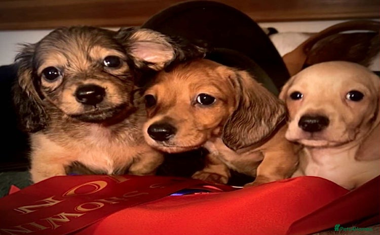 Miniature Dachshund dogs - Advert 8