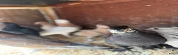 Pigeons birds for sale: 10 Young Irish Crested Pigeons-adoption-8 weeks - Advert 3