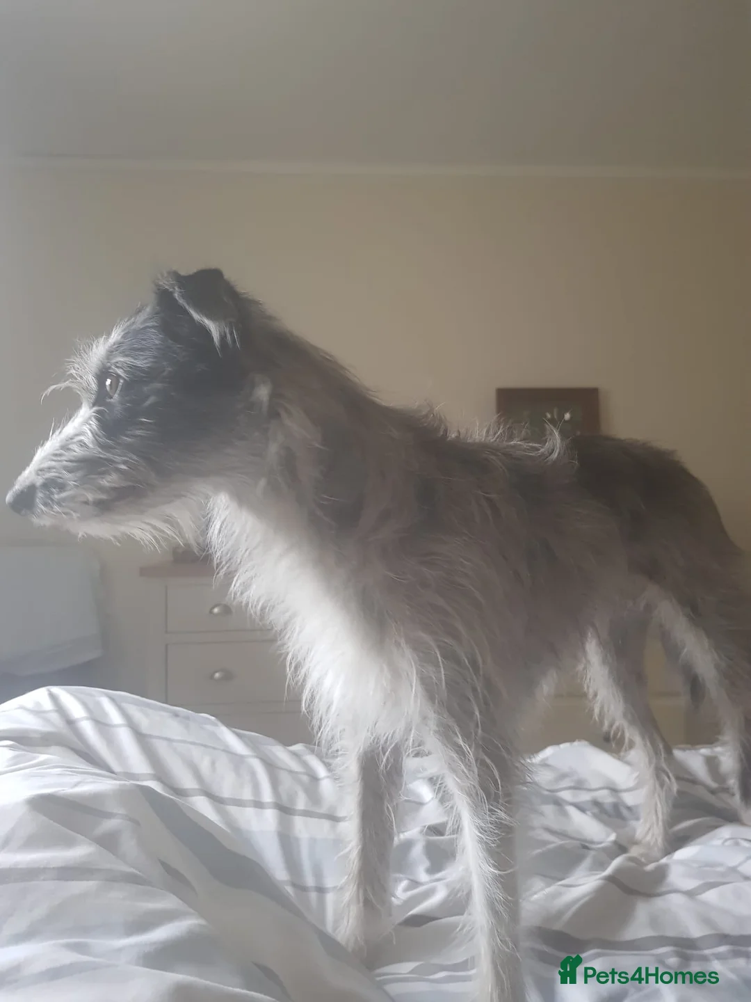 Lurcher dogs for sale: Lurchers for sale - Advert 1