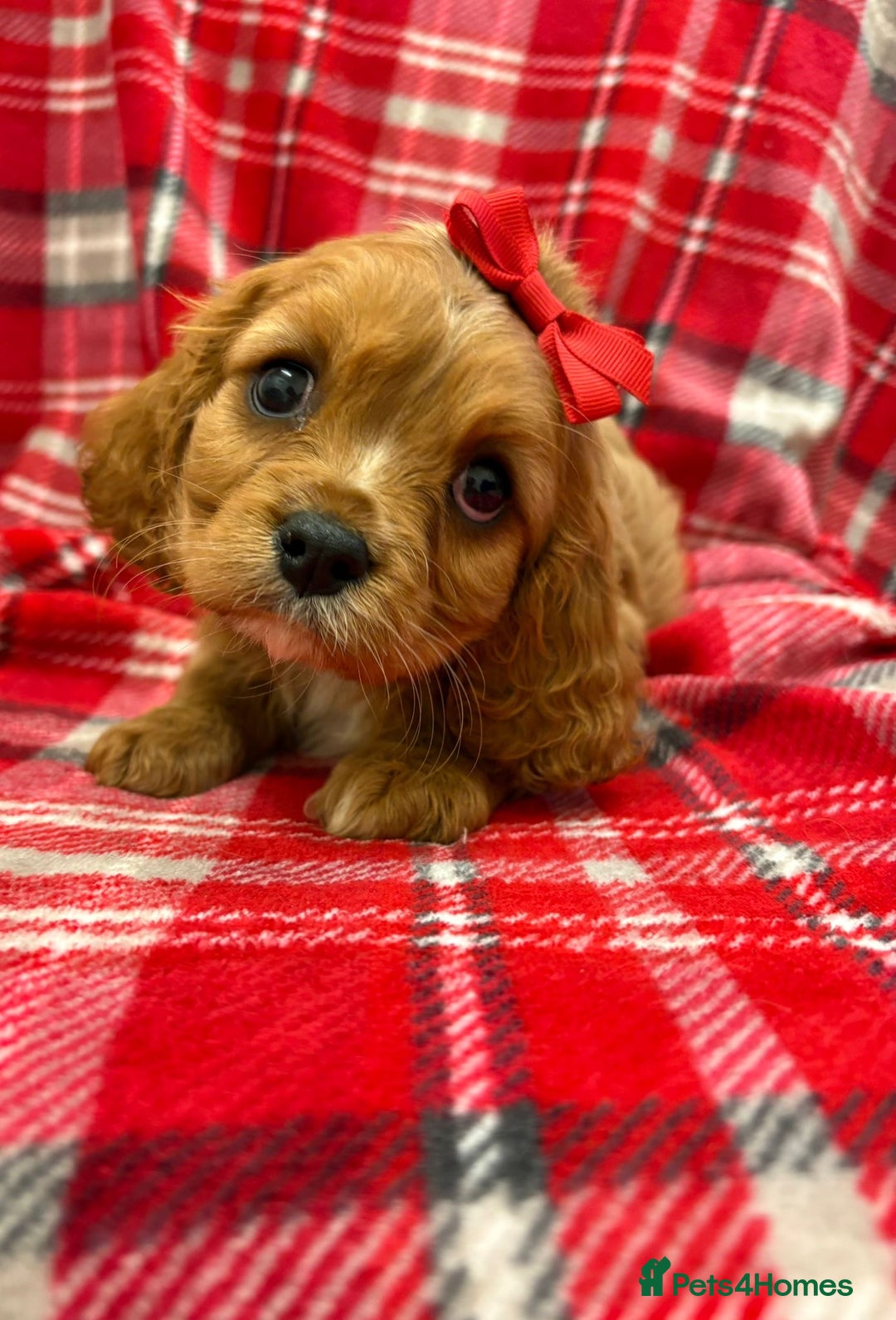 Cavalier King Charles Spaniel dogs for sale: Beautiful Cavalier King Charles babies ❤️ - Advert 2