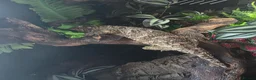Gecko reptiles for sale: CB23 nuu ana leachianus gecko  - Advert 7
