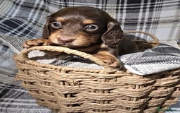 Miniature Dachshund dogs for sale: Longhair miniature Duchshund 🩵1boy 1girl left🩷 - Advert 27