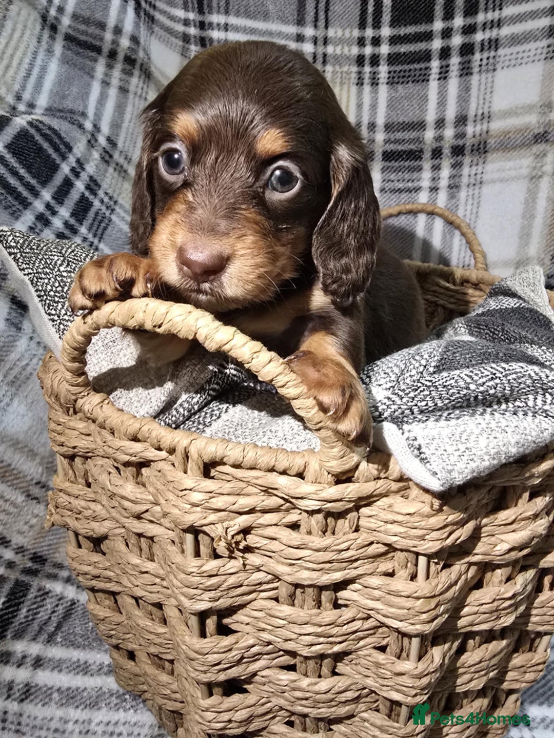 Miniature Dachshund dogs for sale: Longhair miniature Duchshund 🩵1boy 1girl left🩷 - Advert 27