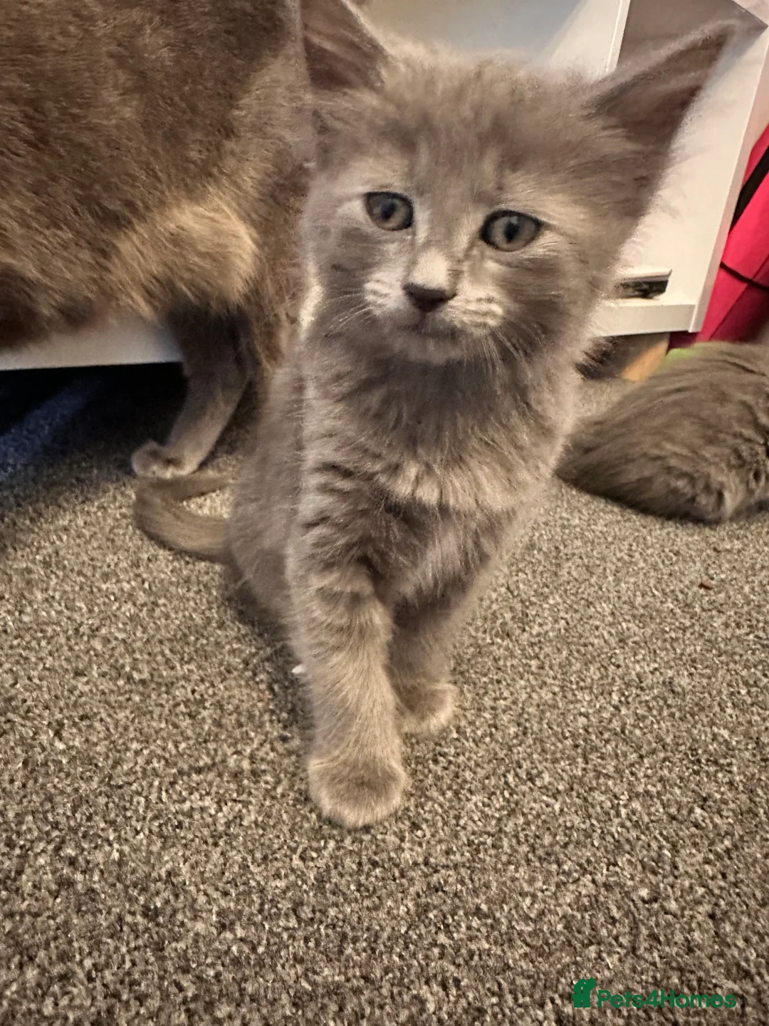 Mixed Breed cats for sale: British mixed in Bedworth - Advert 5
