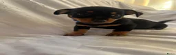Jack Russell dogs for sale: Jack Russell puppies for sale  - Advert 6