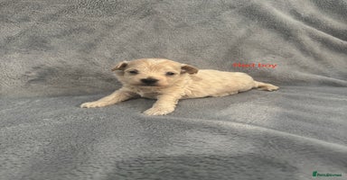 Maltipoo dogs - Advert 12