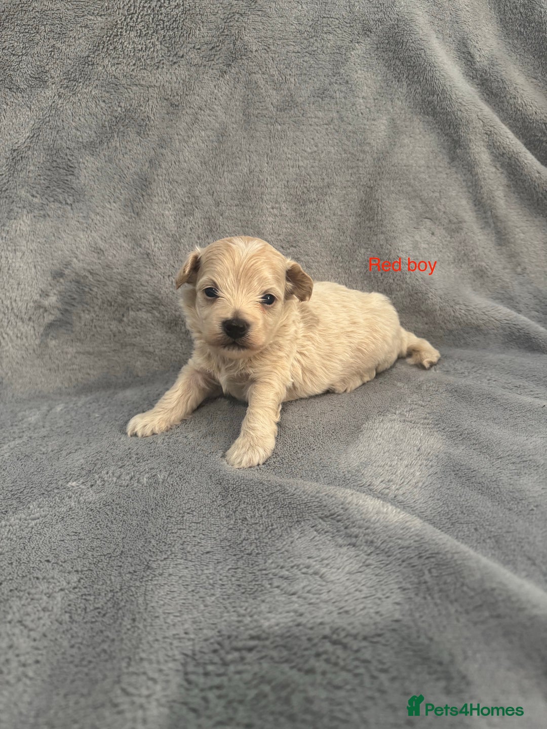 Maltipoo dogs for sale: 5 beautiful Maltese pups for sale - Image 3