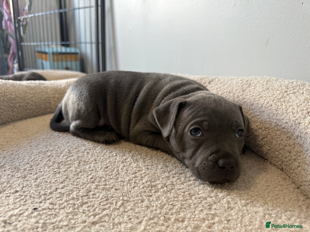 Staffordshire Bull Terrier dogs for sale: Staffordshire Bull Terrier for sale  - Image 5
