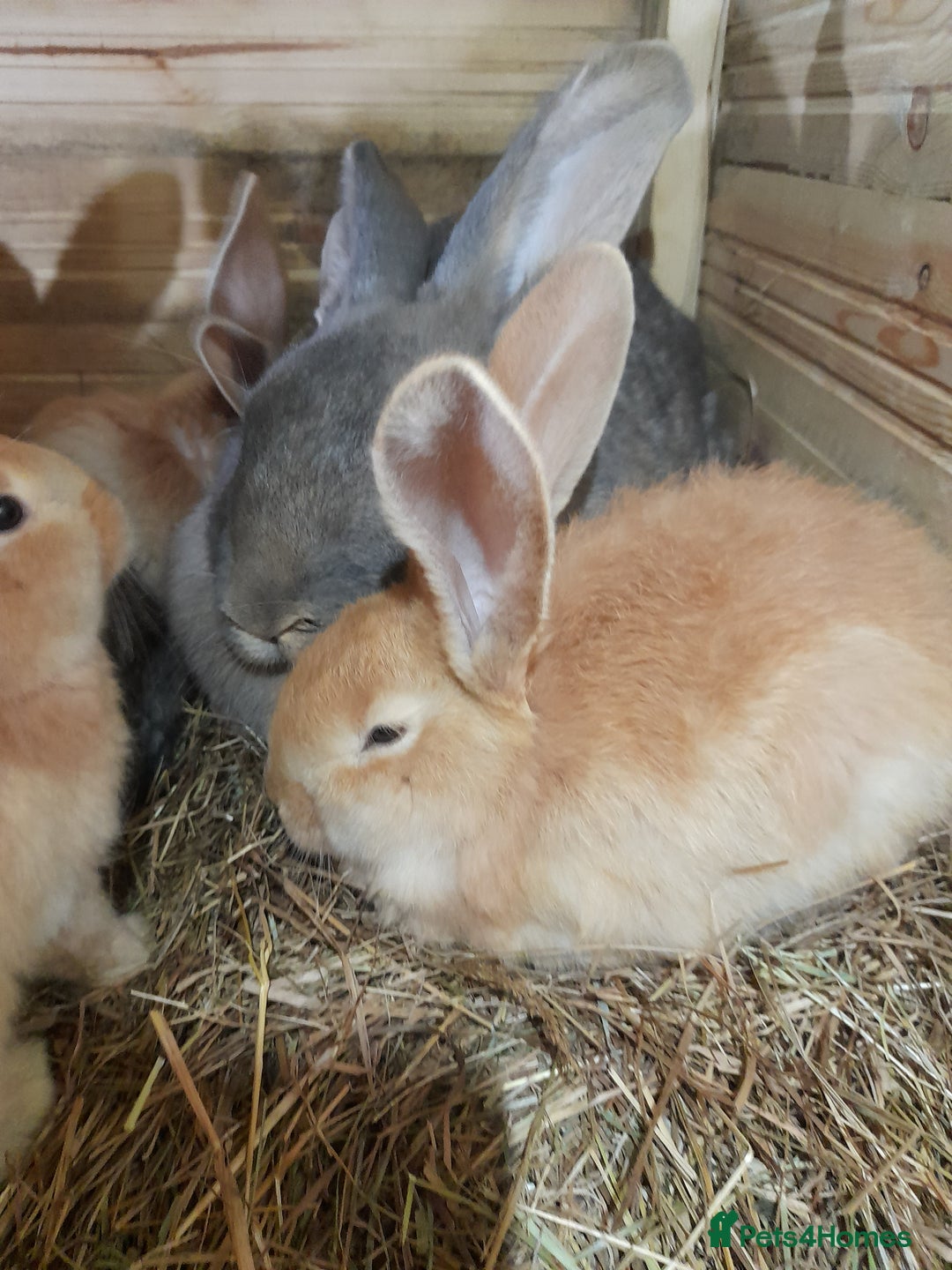 Continental Giant rabbits for sale: Beautiful Pure Continental Giant Babies - Advert 31