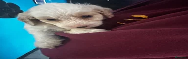 Labradoodle 1
