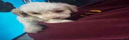Labradoodle dogs for sale: F1b miniature labradoodle  - Advert 8