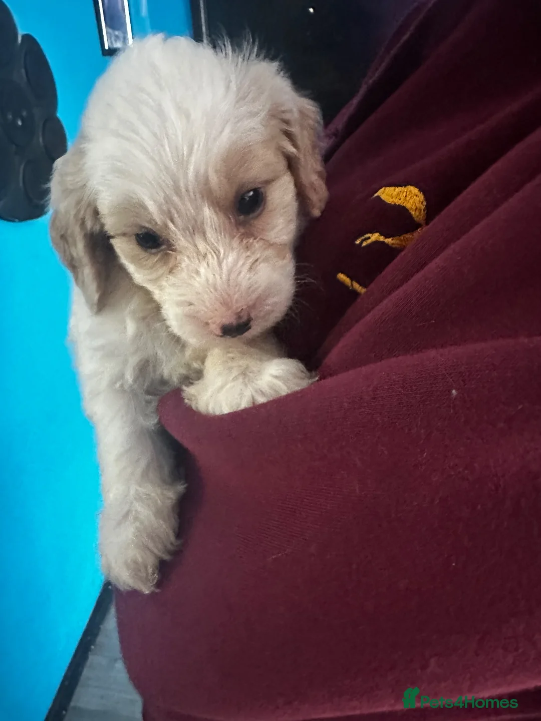 Labradoodle dogs for sale: F1b miniature labradoodle  - Advert 8