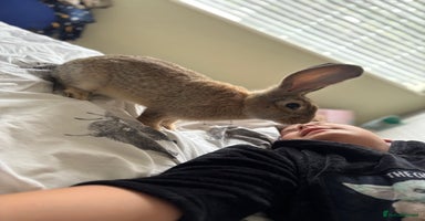 Continental Giant rabbits - Advert 15