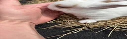 Lionhead rabbits for sale: Lion heads  - Advert 21