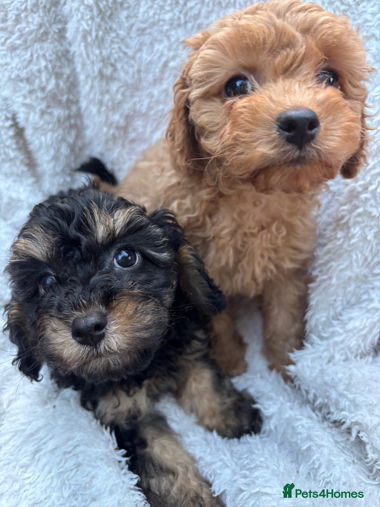 Cavapoo dogs 💛*CAVAPOO’S*2 Boys*1 Girl*Ready Now in CHESHIRE⭐️ - Advert 2