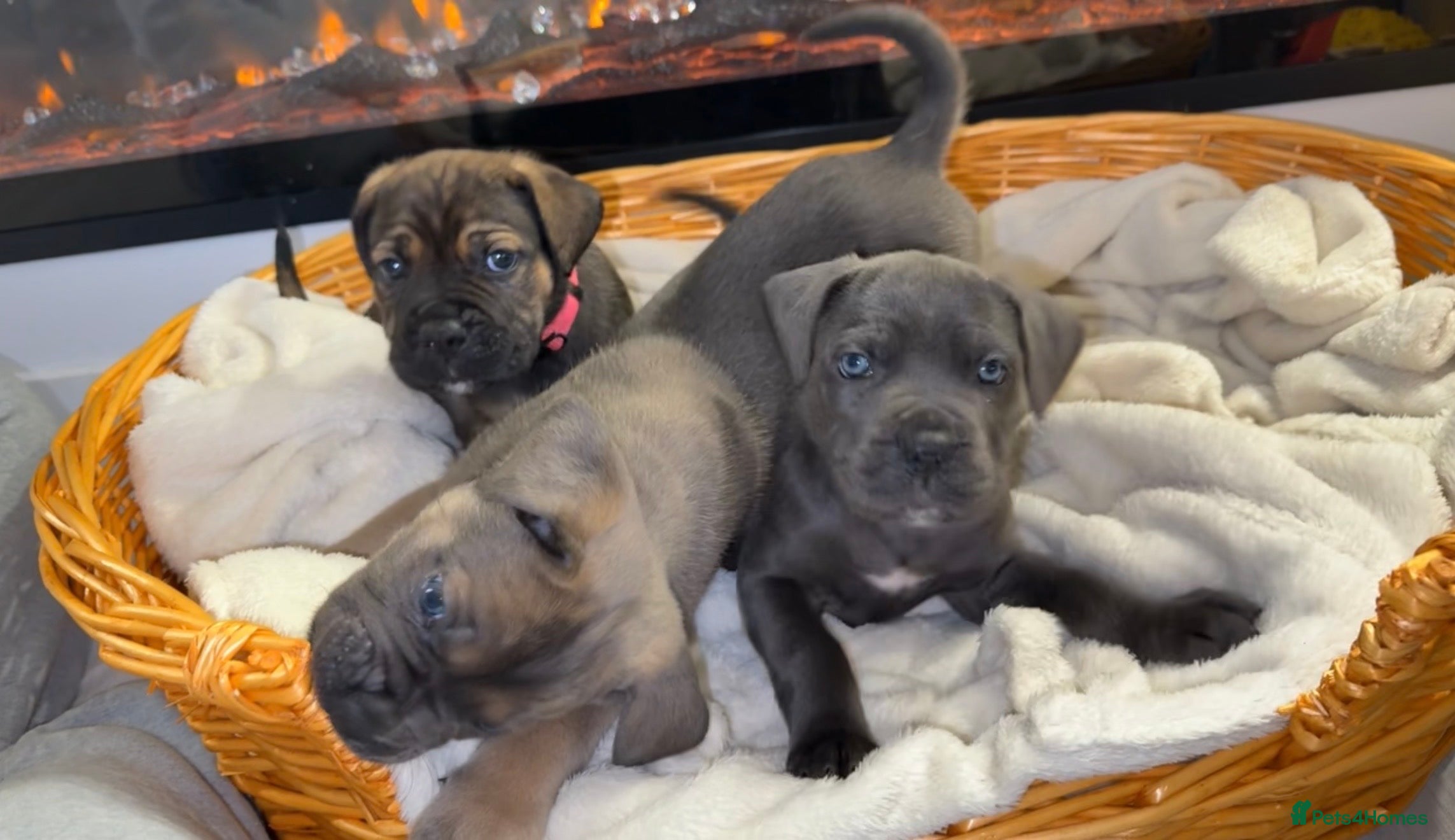Cane Corso dogs ICF/ICCF Champion 6th GENERATION Cane Corso pups - Advert 5
