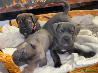 Cane Corso dogs ICF/ICCF Champion 6th GENERATION Cane Corso pups - Advert 5