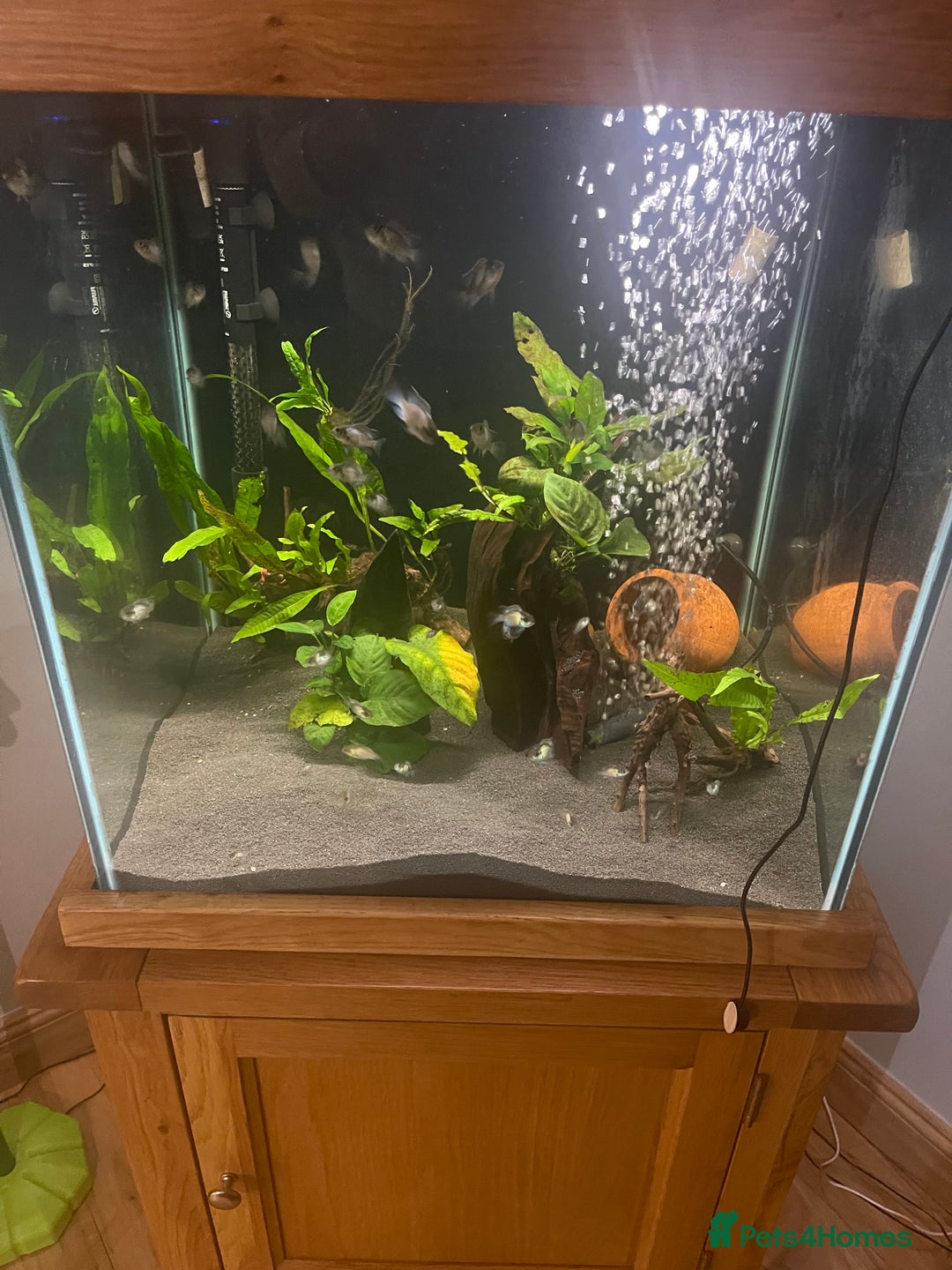 Cichlids fish for sale: Electric blue acara - Advert 2