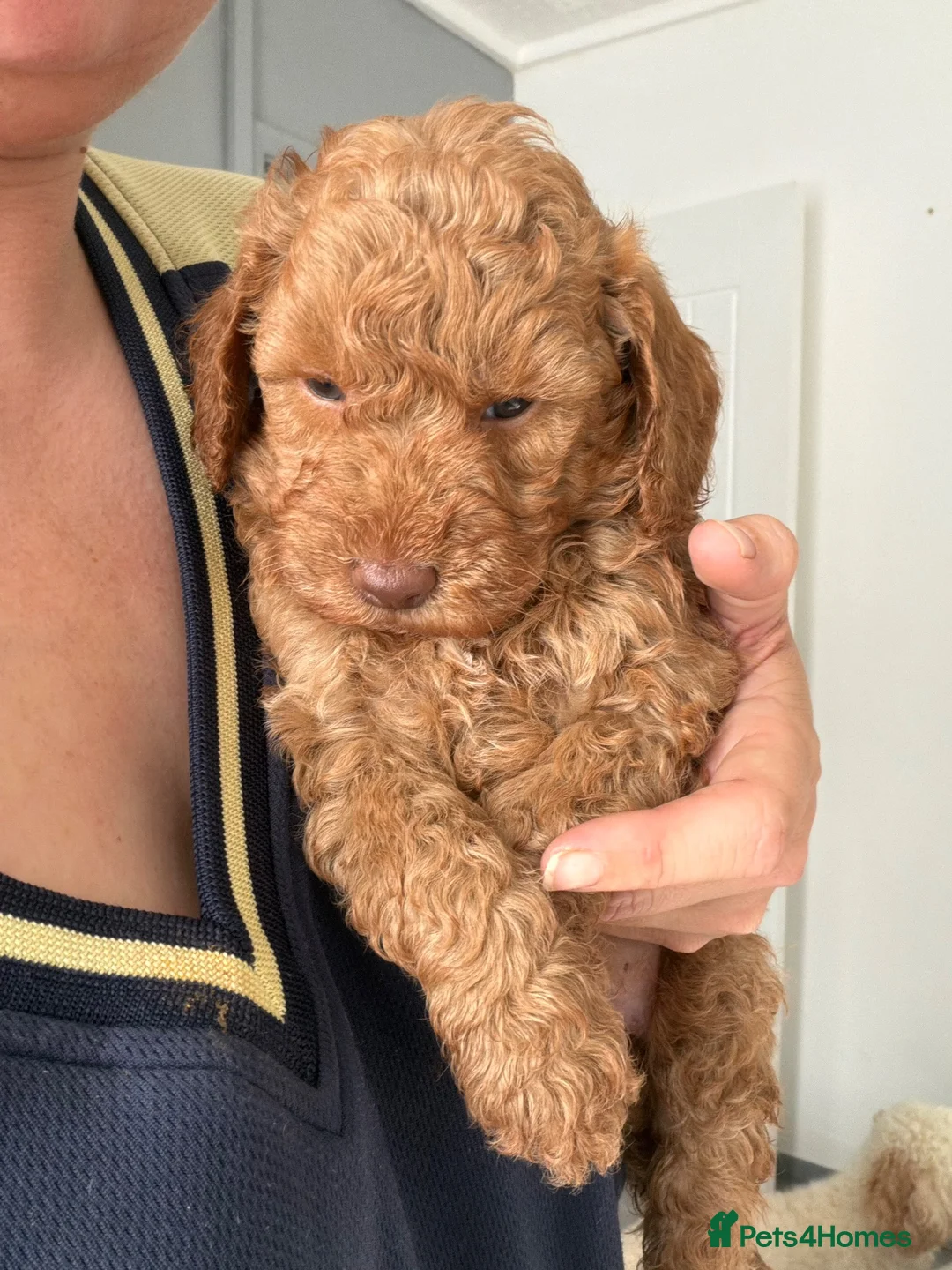 Cockapoo dogs for sale: A gorgeous litter of puppies  in Pontyclun - Advert 11