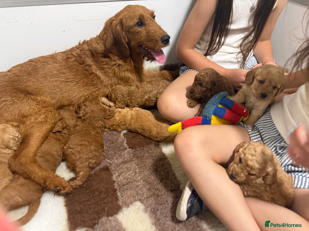 Labradoodle dogs for sale: Stunning miniature labradoodles  - Image 2