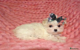 Maltipoo dogs for sale: *Micro Tiny F1 Maltese x Toy Poodle Maltipoo Pup* - Image 3