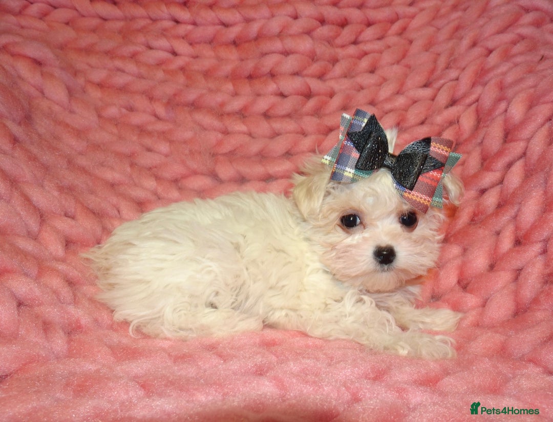 Maltipoo dogs for sale: *Micro Tiny F1 Maltese x Toy Poodle Maltipoo Pup* - Image 3