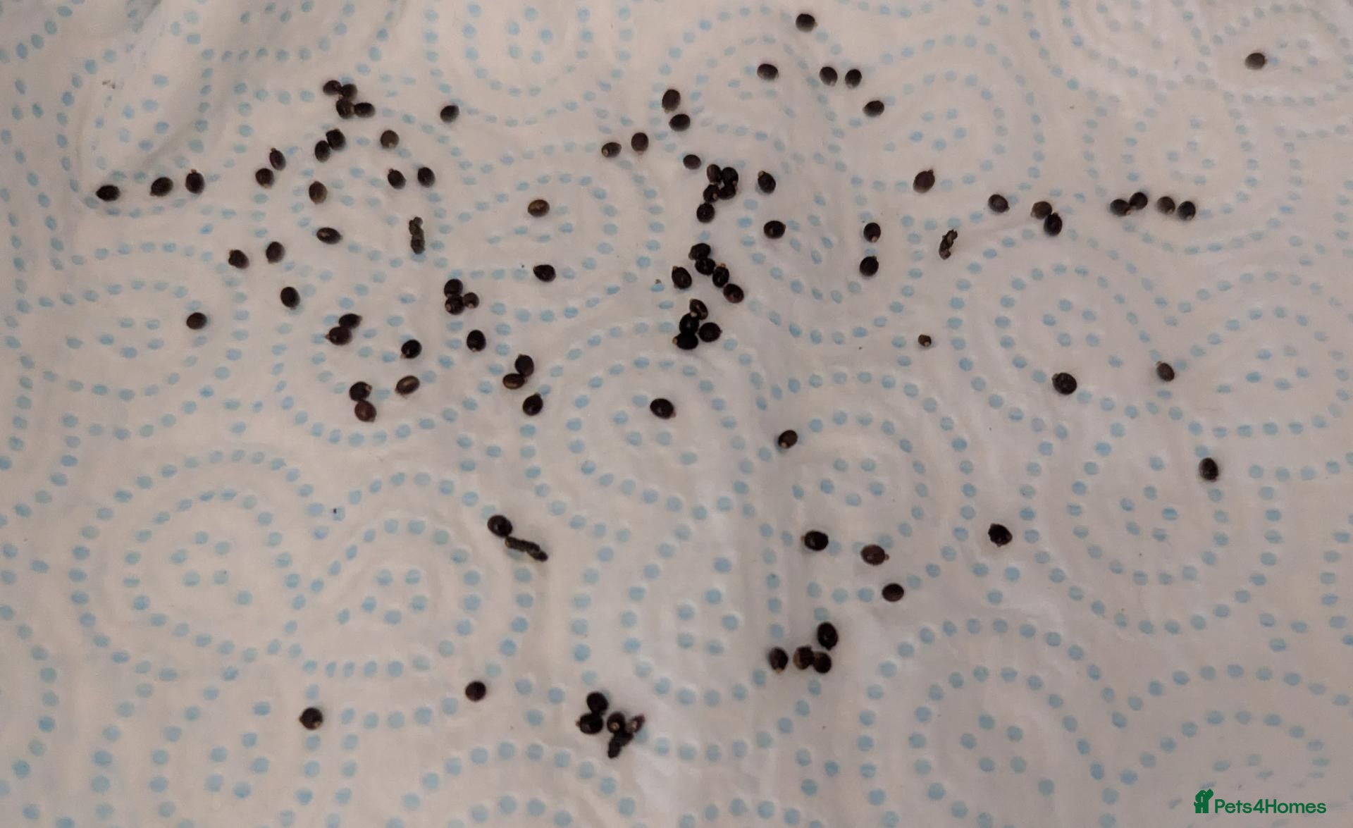 Stick Insects invertebrates Indian Stick Insect Eggs  - Advert 3