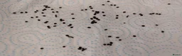 Stick Insects invertebrates for sale: Indian Stick Insect Eggs  in Guildford - Advert 1