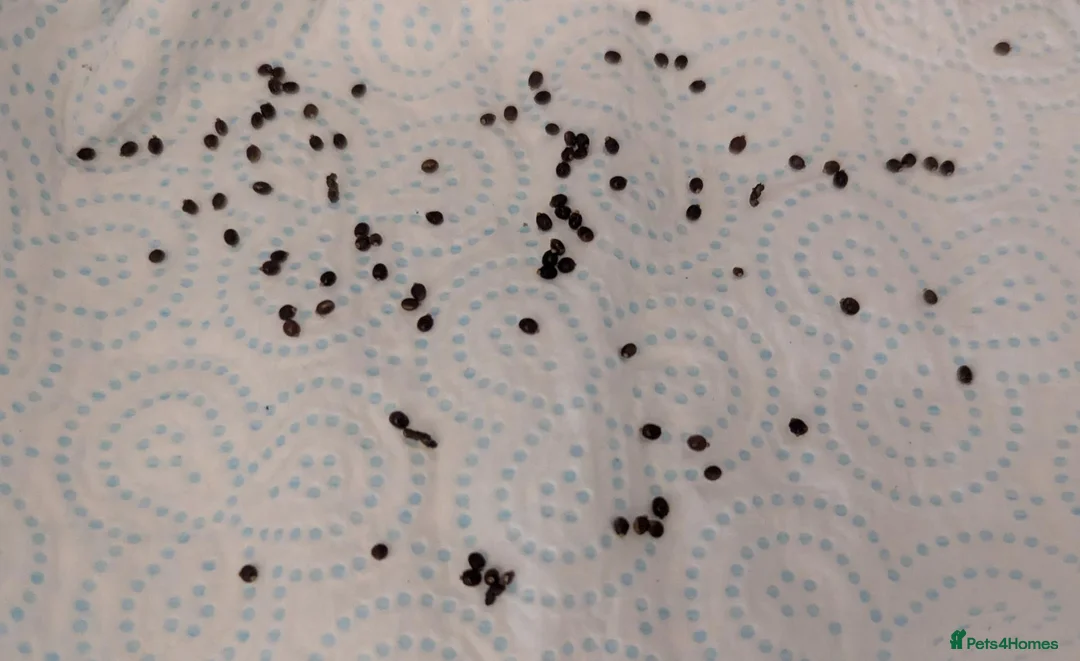 Stick Insects invertebrates for sale: Indian Stick Insect Eggs  in Guildford - Advert 1