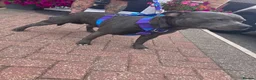 Staffordshire Bull Terrier dogs for stud: KC Registered Blue Staff Stud includes A.I in Liverpool - Advert 12