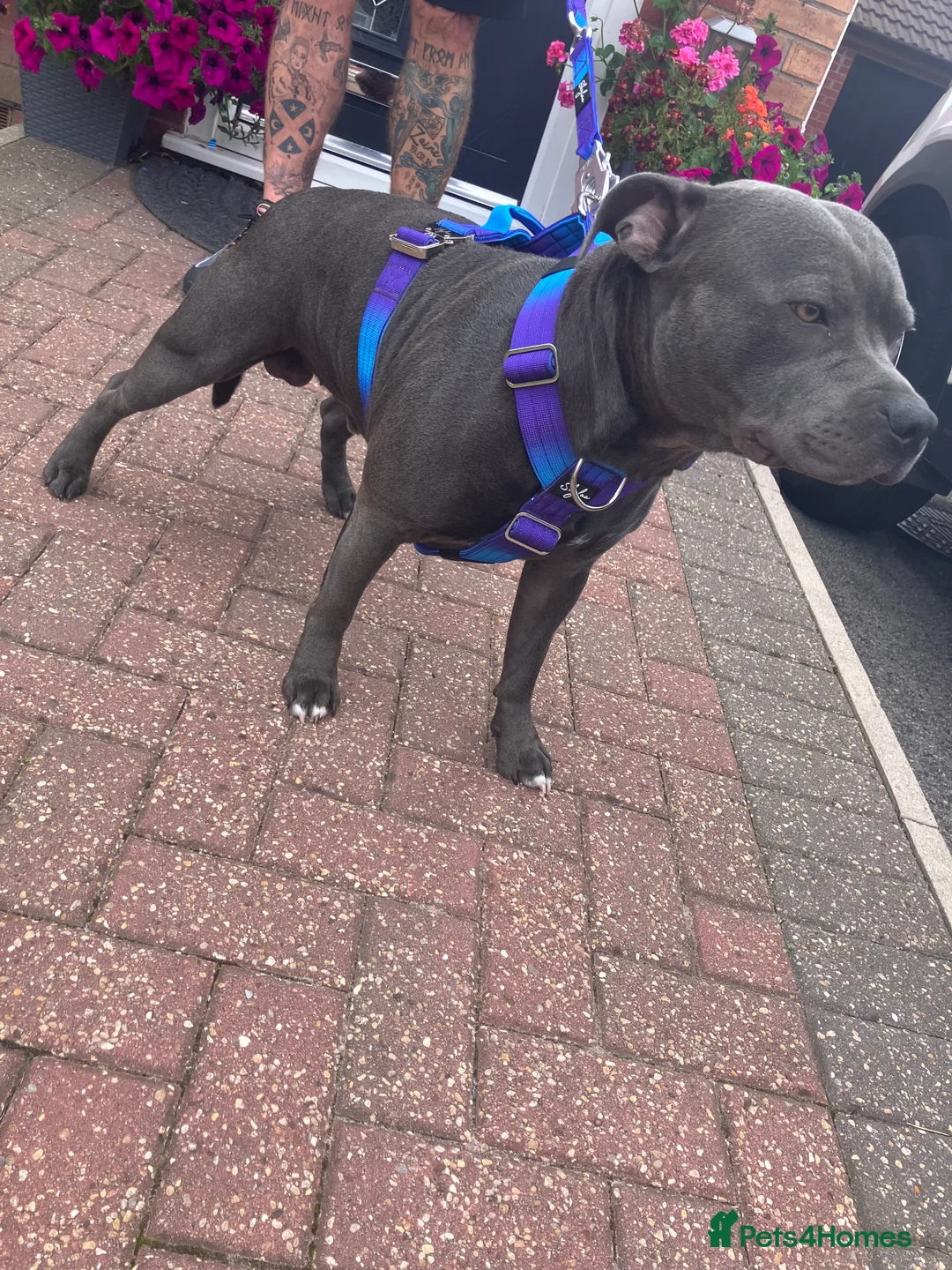 Staffordshire Bull Terrier dogs for stud: KC Registered Blue Staff Stud includes A.I in Liverpool - Advert 12