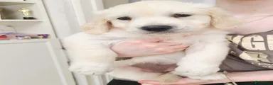 Golden Retriever 3