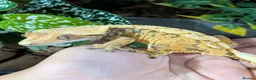 Gecko reptiles for sale: Various crested geckos  - Advert 6