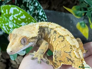 Gecko reptiles Various crested geckos - Advert 1