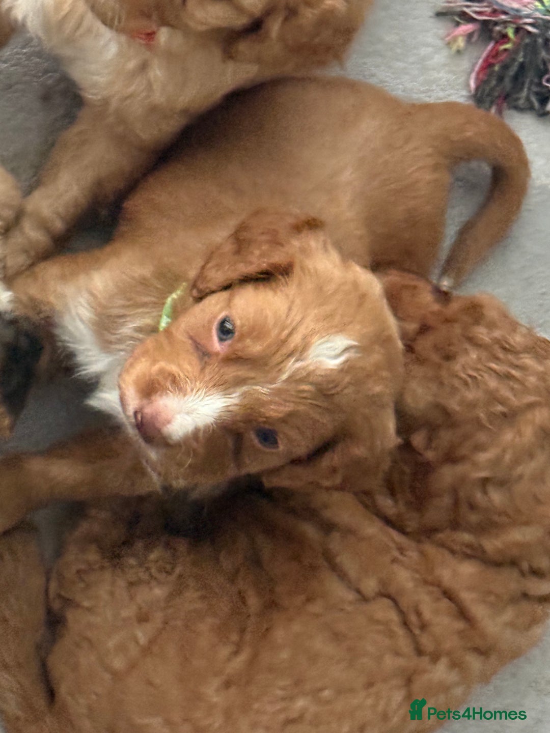 Cockapoo dogs for sale: 2 Beautiful Boy Cockapoo Puppies Left!! - Image 3
