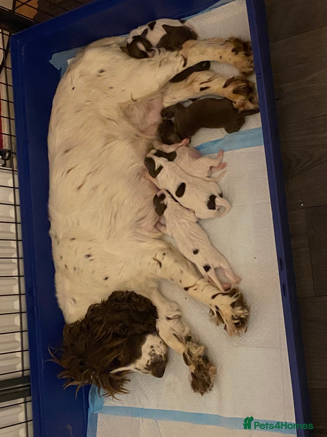 Cocker Spaniel dogs for sale: Cocker spaniel puppies  - Image 16