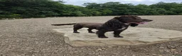 Cocker Spaniel dogs for sale: cocker spaniels  - Advert 1