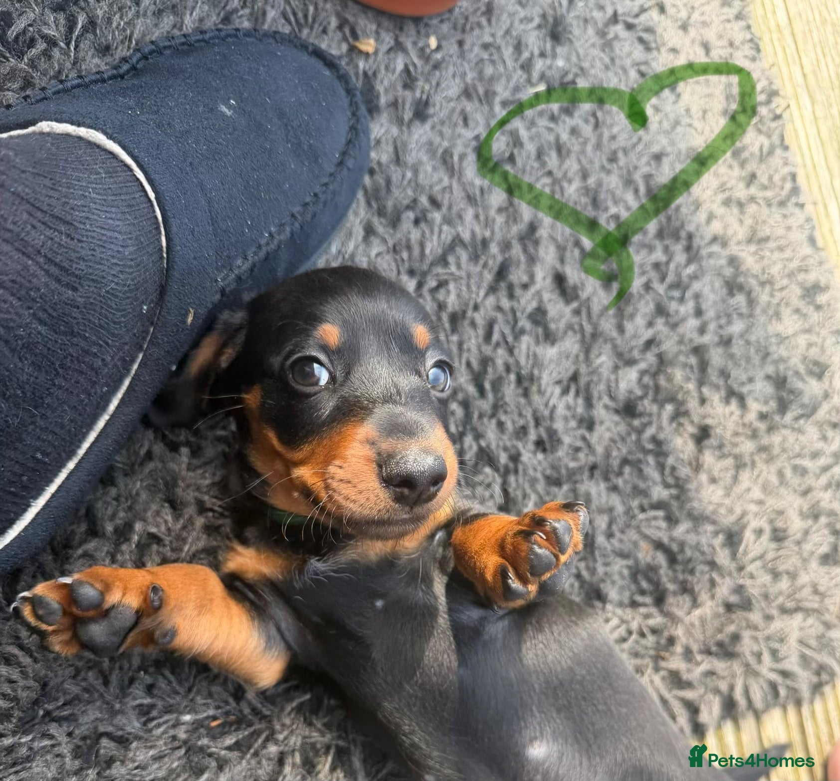 Dachshund dogs Dachshund pups  - Advert 2