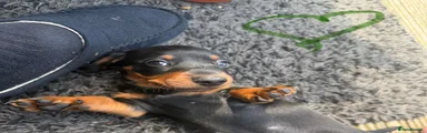 Dachshund 1