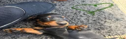 Dachshund dogs for sale: Dachshund pups  - Advert 1