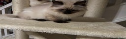 Ragdoll cats for sale: Stunning seal colourpoint boy gccf registered  - Advert 3