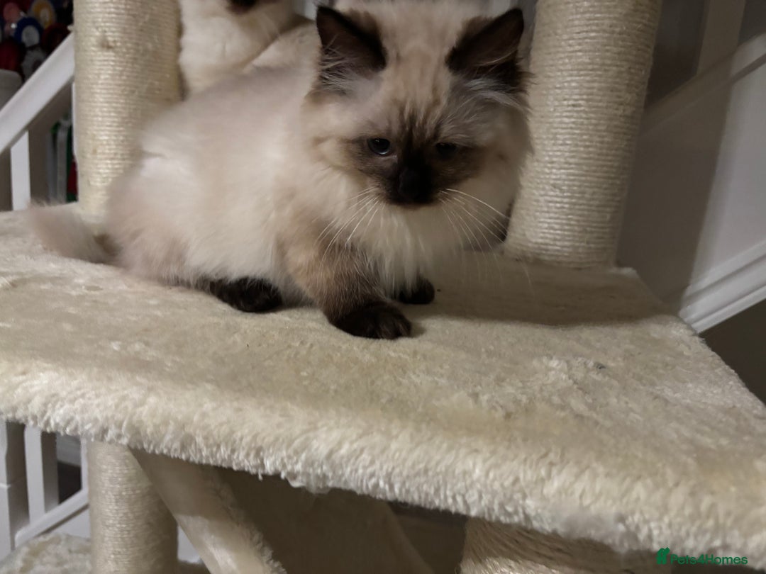 Ragdoll cats for sale: Stunning seal colourpoint boy gccf registered  - Advert 3