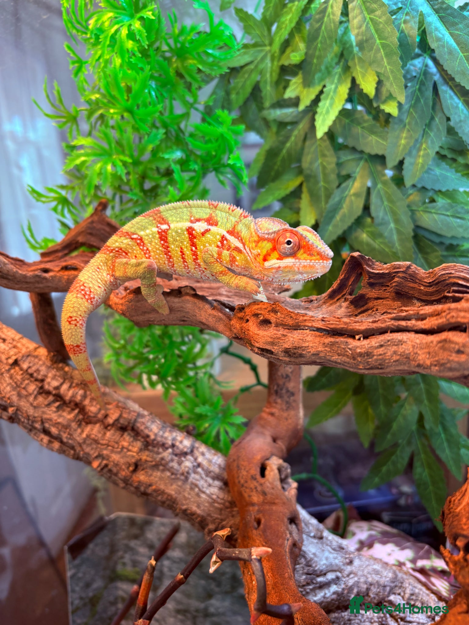 Chameleon reptiles Panther Chameleon- nosy mitsio - Advert 5