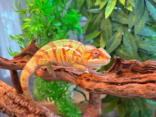 Chameleon reptiles Panther Chameleon- nosy mitsio - Advert 24