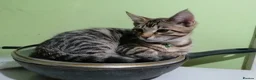 Mixed Breed cats for sale: 4 boys,XL Bengal × Maine Coon  - Advert 9